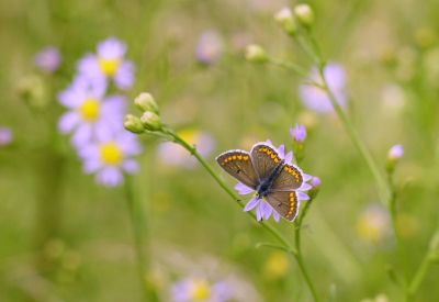 <i class='fa fa-user'></i>&nbsp;Nel R&nbsp;|  Bruin Blauwtje&nbsp; <i class='fa fa-eye'>&nbsp;72</i> &nbsp;<i class='fa fa-thumbs-up'>&nbsp;6</i> &nbsp; <i class='fa fa-comment-o'>&nbsp;8</i>