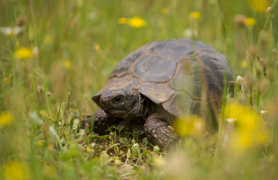 <i class='fa fa-user'></i> Willem Verhagen | Moorse Landschildpad  <i class='fa fa-eye'> 68</i>   <i class='fa fa-comment-o'> 2</i>