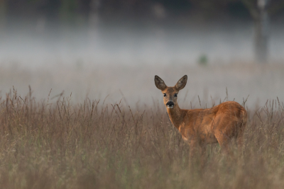 <i class='fa fa-user'></i>&nbsp;Oppdewit&nbsp;|  Ree&nbsp; <i class='fa fa-eye'>&nbsp;107</i> &nbsp;<i class='fa fa-thumbs-up'>&nbsp;7</i> &nbsp; <i class='fa fa-comment-o'>&nbsp;4</i>