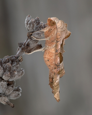 <i class='fa fa-user'></i>&nbsp;Johan van Gurp&nbsp;|  Agaatvlinder&nbsp; <i class='fa fa-eye'>&nbsp;89</i> &nbsp;<i class='fa fa-thumbs-up'>&nbsp;6</i> &nbsp; <i class='fa fa-comment-o'>&nbsp;6</i>