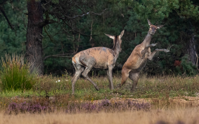 <i class='fa fa-user'></i>&nbsp;David&nbsp;|  Edelhert&nbsp; <i class='fa fa-eye'>&nbsp;126</i> &nbsp;<i class='fa fa-thumbs-up'>&nbsp;3</i> &nbsp; <i class='fa fa-comment-o'>&nbsp;6</i>