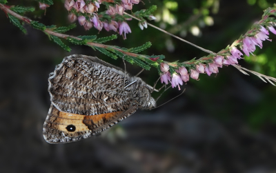 <i class='fa fa-user'></i>&nbsp;nelappelmelk&nbsp;|  Heivlinder&nbsp; <i class='fa fa-eye'>&nbsp;75</i> &nbsp;<i class='fa fa-thumbs-up'>&nbsp;2</i> &nbsp; <i class='fa fa-comment-o'>&nbsp;7</i>