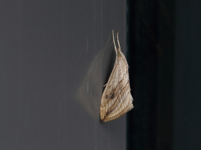 <i class='fa fa-user'></i>&nbsp;Ad Sprang&nbsp;|  Lijnvalkmot&nbsp; <i class='fa fa-eye'>&nbsp;69</i> &nbsp;<i class='fa fa-thumbs-up'>&nbsp;7</i> &nbsp; <i class='fa fa-comment-o'>&nbsp;6</i>