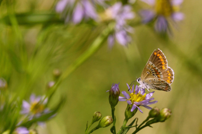 <i class='fa fa-user'></i>&nbsp;Nel R&nbsp;|  Bruin Blauwtje&nbsp; <i class='fa fa-eye'>&nbsp;57</i> &nbsp;<i class='fa fa-thumbs-up'>&nbsp;3</i> &nbsp; <i class='fa fa-comment-o'>&nbsp;6</i>