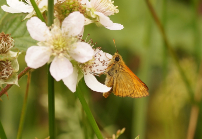 <i class='fa fa-user'></i>&nbsp;Jelle Bakker&nbsp;|  Groot Dikkopje&nbsp; <i class='fa fa-eye'>&nbsp;48</i> &nbsp;<i class='fa fa-thumbs-up'>&nbsp;1</i> &nbsp; <i class='fa fa-comment-o'>&nbsp;3</i>