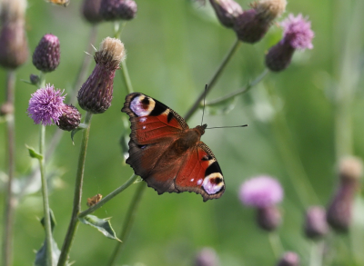 <i class='fa fa-user'></i>&nbsp;roel ronhaar&nbsp;|  Dagpauwoog&nbsp; <i class='fa fa-eye'>&nbsp;53</i> &nbsp; <i class='fa fa-comment-o'>&nbsp;7</i>