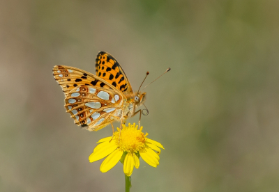 <i class='fa fa-user'></i>&nbsp;pietwil&nbsp;|  Kleine Parelmoervlinder&nbsp; <i class='fa fa-eye'>&nbsp;98</i> &nbsp;<i class='fa fa-thumbs-up'>&nbsp;13</i> &nbsp; <i class='fa fa-comment-o'>&nbsp;9</i>