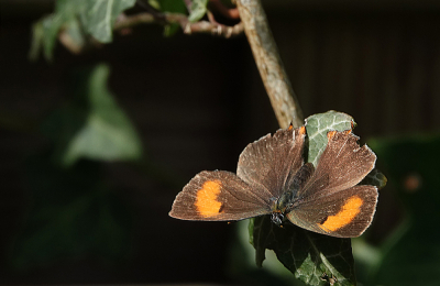 <i class='fa fa-user'></i>&nbsp;nelappelmelk&nbsp;|  Sleedoornpage&nbsp; <i class='fa fa-eye'>&nbsp;52</i> &nbsp;<i class='fa fa-thumbs-up'>&nbsp;2</i> &nbsp; <i class='fa fa-comment-o'>&nbsp;3</i>