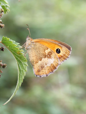 <i class='fa fa-user'></i>&nbsp;jaapoosterhuis&nbsp;|  Oranje Zandoogje&nbsp; <i class='fa fa-eye'>&nbsp;43</i> &nbsp;<i class='fa fa-thumbs-up'>&nbsp;1</i> &nbsp; <i class='fa fa-comment-o'>&nbsp;1</i>