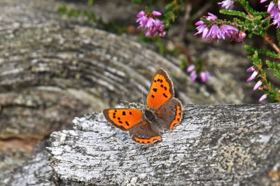 <i class='fa fa-user'></i>&nbsp;kooyammers&nbsp;|  Kleine Vuurvlinder&nbsp; <i class='fa fa-eye'>&nbsp;67</i> &nbsp;<i class='fa fa-thumbs-up'>&nbsp;3</i> &nbsp; <i class='fa fa-comment-o'>&nbsp;4</i>