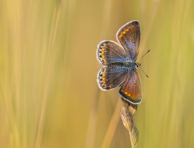 <i class='fa fa-user'></i>&nbsp;David&nbsp;|  Icarusblauwtje&nbsp; <i class='fa fa-eye'>&nbsp;78</i> &nbsp;<i class='fa fa-thumbs-up'>&nbsp;8</i> &nbsp; <i class='fa fa-comment-o'>&nbsp;5</i>