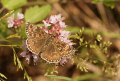 <i class='fa fa-user'></i>&nbsp;Jelle Bakker&nbsp;|  Bruin Dikkopje&nbsp; <i class='fa fa-eye'>&nbsp;52</i> &nbsp;<i class='fa fa-thumbs-up'>&nbsp;1</i> &nbsp; <i class='fa fa-comment-o'>&nbsp;2</i>