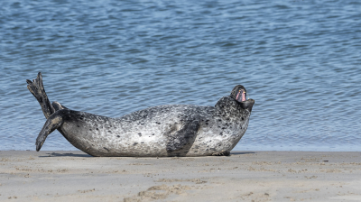 Het ziet er hier heel pijnlijk uit, maar het is gewoon een gapende zeehond die lekker lag te luieren in het zonnetje op het strand van de haven van Scheveningen.
