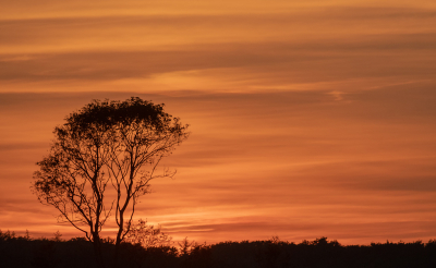 <i class='fa fa-user'></i>&nbsp;Eef Kieft&nbsp;|  Silhouet&nbsp; <i class='fa fa-eye'>&nbsp;66</i> &nbsp;<i class='fa fa-thumbs-up'>&nbsp;1</i> &nbsp; <i class='fa fa-comment-o'>&nbsp;3</i>