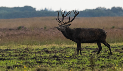 <i class='fa fa-user'></i>&nbsp;David&nbsp;|  Edelhert&nbsp; <i class='fa fa-eye'>&nbsp;106</i> &nbsp;<i class='fa fa-thumbs-up'>&nbsp;1</i> &nbsp; <i class='fa fa-comment-o'>&nbsp;1</i>