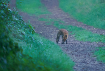 <i class='fa fa-user'></i>&nbsp;Jurgen Maassen&nbsp;|  Vos&nbsp; <i class='fa fa-eye'>&nbsp;119</i> &nbsp;<i class='fa fa-thumbs-up'>&nbsp;4</i> &nbsp; <i class='fa fa-comment-o'>&nbsp;3</i>