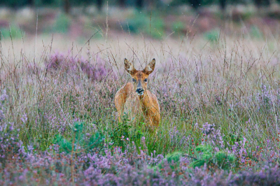 Onverwacht en daardoor nog leuker, stond ik oog-in-oog met dit ree. 
Het bleek moeder te zijn met twee jongen, helaas door het onverwachte slechts n scherpe foto. Het drietal vluchtte al snel naar de bosrand.