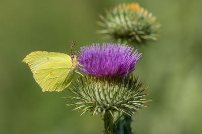 <i class='fa fa-user'></i>&nbsp;Willem Verhagen&nbsp;|  Citroenvlinder&nbsp; <i class='fa fa-eye'>&nbsp;57</i> &nbsp;<i class='fa fa-thumbs-up'>&nbsp;3</i> &nbsp; <i class='fa fa-comment-o'>&nbsp;6</i>