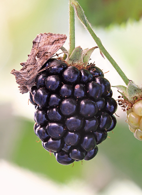 <i class='fa fa-user'></i>&nbsp;Pieter  LJ&nbsp;|  Gamma-uil&nbsp; <i class='fa fa-eye'>&nbsp;97</i> &nbsp;<i class='fa fa-thumbs-up'>&nbsp;2</i> &nbsp; <i class='fa fa-comment-o'>&nbsp;7</i>