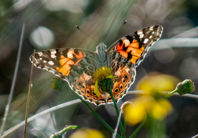 <i class='fa fa-user'></i>&nbsp;pietwil&nbsp;|  Distelvlinder&nbsp; <i class='fa fa-eye'>&nbsp;77</i> &nbsp; <i class='fa fa-comment-o'>&nbsp;5</i>