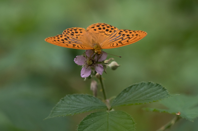 <i class='fa fa-user'></i>&nbsp;Willem Verhagen&nbsp;|  Keizersmantel&nbsp; <i class='fa fa-eye'>&nbsp;87</i> &nbsp;<i class='fa fa-thumbs-up'>&nbsp;4</i> &nbsp; <i class='fa fa-comment-o'>&nbsp;8</i>