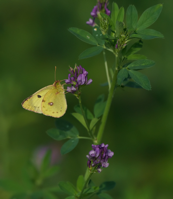 <i class='fa fa-user'></i>&nbsp;Jurgen Maassen&nbsp;|  Gele Luzernevlinder&nbsp; <i class='fa fa-eye'>&nbsp;53</i> &nbsp;<i class='fa fa-thumbs-up'>&nbsp;2</i> &nbsp; <i class='fa fa-comment-o'>&nbsp;4</i>