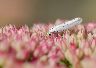 <i class='fa fa-user'></i>&nbsp;Truus Aletta Maan&nbsp;|  Stippelmot sp.&nbsp; <i class='fa fa-eye'>&nbsp;56</i> &nbsp; <i class='fa fa-comment-o'>&nbsp;3</i>