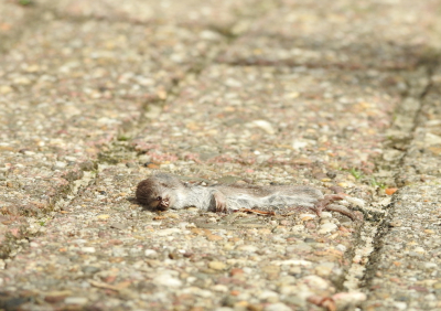 <i class='fa fa-user'></i>&nbsp;Jovanzo&nbsp;|  Huisspitsmuis&nbsp; <i class='fa fa-eye'>&nbsp;135</i> &nbsp;<i class='fa fa-thumbs-up'>&nbsp;1</i> &nbsp; <i class='fa fa-comment-o'>&nbsp;5</i>