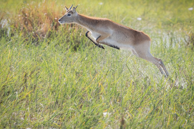 <i class='fa fa-user'></i>&nbsp;harrie69&nbsp;|  Litschiewaterbok&nbsp; <i class='fa fa-eye'>&nbsp;82</i> &nbsp;<i class='fa fa-thumbs-up'>&nbsp;1</i> &nbsp; <i class='fa fa-comment-o'>&nbsp;6</i>