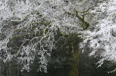 <i class='fa fa-user'></i>&nbsp;liesbeth van vliet&nbsp;|  IJzel&nbsp; <i class='fa fa-eye'>&nbsp;80</i> &nbsp; <i class='fa fa-comment-o'>&nbsp;4</i>