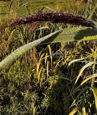 Opname met druppels. 's Ochtends rond 09.00 uur in de polder een wandeling gemaakt. Alles was nog vol glinsterende dauwdruppels. Zal binnenkort veranderen in regendruppels als ik de weersvoorspelling zie:-)