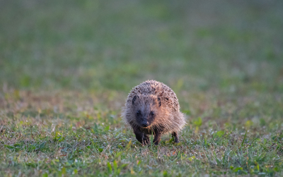 <i class='fa fa-user'></i>&nbsp;Eef Kieft&nbsp;|  Egel&nbsp; <i class='fa fa-eye'>&nbsp;98</i> &nbsp;<i class='fa fa-thumbs-up'>&nbsp;3</i> &nbsp; <i class='fa fa-comment-o'>&nbsp;5</i>