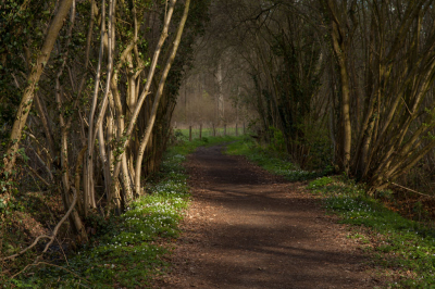 <i class='fa fa-user'></i>&nbsp;Adri Gr Nuelend&nbsp;|  Bospaadje met Bosanemonen&nbsp; <i class='fa fa-eye'>&nbsp;99</i> &nbsp;<i class='fa fa-thumbs-up'>&nbsp;4</i> &nbsp; <i class='fa fa-comment-o'>&nbsp;10</i>