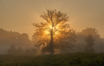 <i class='fa fa-user'></i>&nbsp;Jurgen Maassen&nbsp;|  Brunssummerheide&nbsp; <i class='fa fa-eye'>&nbsp;87</i> &nbsp;<i class='fa fa-thumbs-up'>&nbsp;11</i> &nbsp; <i class='fa fa-comment-o'>&nbsp;6</i>