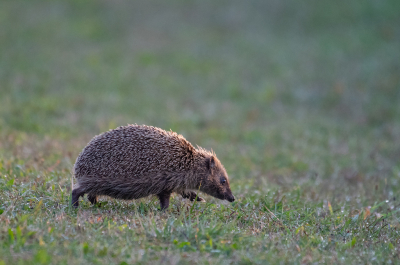 <i class='fa fa-user'></i>&nbsp;Eef Kieft&nbsp;|  Egel&nbsp; <i class='fa fa-eye'>&nbsp;95</i> &nbsp;<i class='fa fa-thumbs-up'>&nbsp;2</i> &nbsp; <i class='fa fa-comment-o'>&nbsp;6</i>