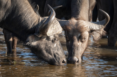 <i class='fa fa-user'></i>&nbsp;harrie69&nbsp;|  Kafferbuffel&nbsp; <i class='fa fa-eye'>&nbsp;62</i> &nbsp;<i class='fa fa-thumbs-up'>&nbsp;1</i> &nbsp; <i class='fa fa-comment-o'>&nbsp;4</i>