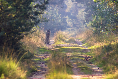 Canis lupus / Wolf / Wolf