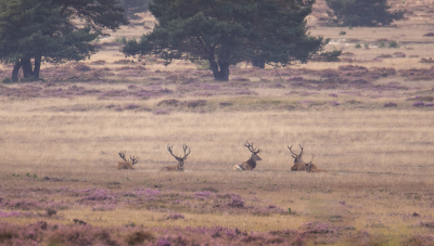 <i class='fa fa-user'></i>&nbsp;ErnovanDoorn&nbsp;|  Edelhert&nbsp; <i class='fa fa-eye'>&nbsp;145</i> &nbsp;<i class='fa fa-thumbs-up'>&nbsp;1</i> &nbsp; <i class='fa fa-comment-o'>&nbsp;2</i>