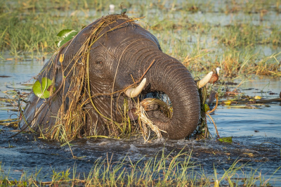 <i class='fa fa-user'></i>&nbsp;harrie69&nbsp;|  Afrikaanse Olifant&nbsp; <i class='fa fa-eye'>&nbsp;87</i> &nbsp;<i class='fa fa-thumbs-up'>&nbsp;7</i> &nbsp; <i class='fa fa-comment-o'>&nbsp;6</i>