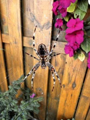 Deze kruisspin verstopt zich, vaak met prooi, in het vlijtige liesje wat nog uitbundig bloeit. Maar nu rond het middaguur was hij/zij duidelijk in beeld. Ik heb de aandacht op de spin gelegd waar door het hek scheef in beeld komt te staan.