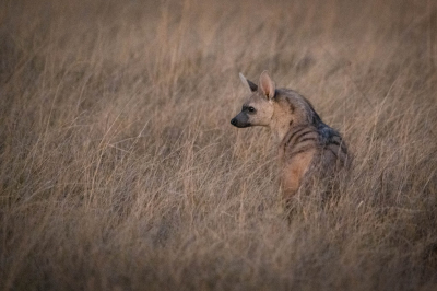 <i class='fa fa-user'></i> harrie69 |  Aardwolf  <i class='fa fa-eye'> 81</i>   <i class='fa fa-comment-o'> 5</i>