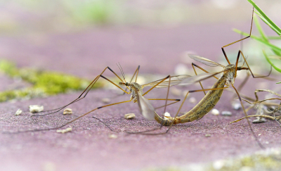 Ik was op zoek naar de rupsen van de Astermonnik. Helaas geen enkel exemplaar gevonden op de Zeeaster.  Toen ik op m'n fiets wilde stappen zag ik dit paartje op de grond.