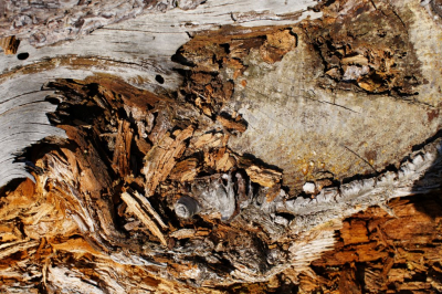 <i class='fa fa-user'></i> hesterb | Ontrafeling hout  <i class='fa fa-eye'> 64</i>  <i class='fa fa-thumbs-up'> 1</i>   <i class='fa fa-comment-o'> 2</i>