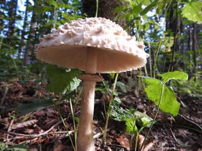 Wandeling op de Veluwe.
Er waren nog niet veel paddenstoelen te zien maar deze topper stond op een kruising van wandelwegen in het bos.