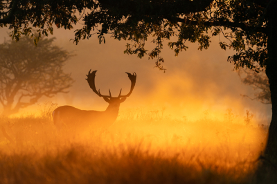 Nature picture: 1. Damhert