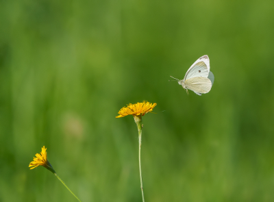 Tijdens het fotograferen van Notenkrakers stonden we op een wei waar we de vogels op en af zagen vliegen.

Soms zat daar wel eens een pauze tussen en dan kon ik het (uiteraard) niet laten om me wat bezig te houden met vlinders. Zo zag ik regelmatig een Klein Koolwitje terugkeren op dezelfde bloem.

Hier in vlucht net voor de landing. 

Ik ging er trouwens van uit dat de bloem een Paardenbloem was, maar op FB kwam iemand met de optie Vertakte Leeuwentand (via Obs.).

Aangezien ik Obs. niet altijd vertrouw en ik helemaal geen plantenkenner ben, ga ik vooralsnog voor Paardenbloem. Tekst kan altijd nog veranderd worden naderhand.

Opname uit de hand, Sony A7IV + 200-600.