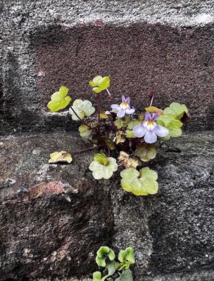 Tijdens een rondje door Betondorp zag ik dit miniviooltje op een oud muurtje.