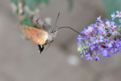 Ons buurtje is bepaald niet vlinderrijk, en vrijwel alle bloem is uit de budleia. Het was dan ook wel een leuke verrassing dat de kolibrievlinder zich even liet zien. Meteen gebruik van gemaakt, je moet toch wat zo aan het einde van het seizoen.