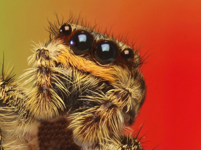 <i class='fa fa-user'></i> tonysettanta | Springspin sp.  <i class='fa fa-eye'> 51</i>  <i class='fa fa-thumbs-up'> 1</i>   <i class='fa fa-comment-o'> 15</i>