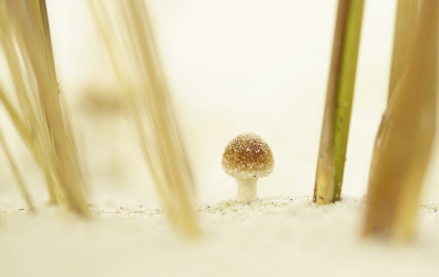 Nature picture: 1. Duinfranjehoed
